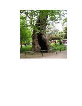 Medžių ligos 2 puslapis