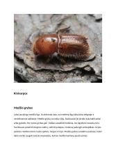 Medžių ligos 11 puslapis