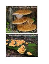 Medžių ligos 12 puslapis