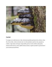 Medžių ligos 13 puslapis