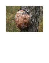 Medžių ligos 14 puslapis