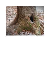 Medžių ligos 3 puslapis