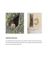 Medžių ligos 4 puslapis