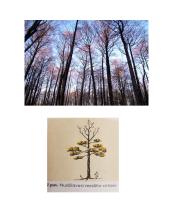 Medžių ligos 5 puslapis