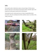 Medžių ligos 6 puslapis