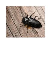 Medžių ligos 10 puslapis