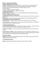 Anatomija: vidaus organai 14 puslapis