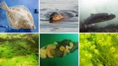 Baltijos jūra - geografija, klimatas, fauna ir flora 11 puslapis