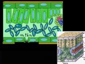 Fotosintezė ir fotosintezės eiga 11 puslapis