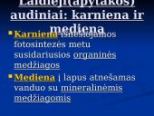 Fotosintezė ir fotosintezės eiga 12 puslapis