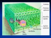 Fotosintezė ir fotosintezės eiga 13 puslapis