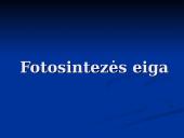 Fotosintezė ir fotosintezės eiga 14 puslapis