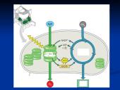 Fotosintezė ir fotosintezės eiga 16 puslapis