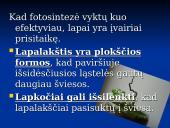 Fotosintezė ir fotosintezės eiga 17 puslapis