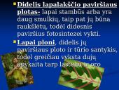 Fotosintezė ir fotosintezės eiga 18 puslapis