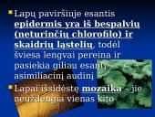 Fotosintezė ir fotosintezės eiga 19 puslapis