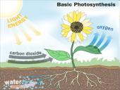 Fotosintezė ir fotosintezės eiga 3 puslapis