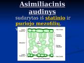 Fotosintezė ir fotosintezės eiga 8 puslapis