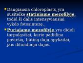 Fotosintezė ir fotosintezės eiga 9 puslapis
