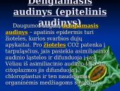 Fotosintezė ir fotosintezės eiga 10 puslapis