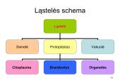 Ląstelė ir augalai 11 puslapis