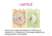 Ląstelė ir augalai 7 puslapis