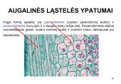 Ląstelė ir augalai 10 puslapis