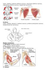 Raumenų grupės 2 puslapis