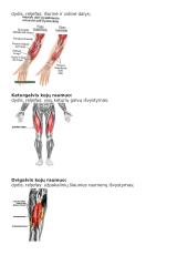 Raumenų grupės 3 puslapis