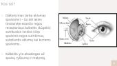 Daltonizmas (arba aklumas spalvoms) 2 puslapis