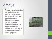Ąžuolas, liepa, aronija, lazdynas, forzitija ir putinas 4 puslapis