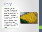 Ąžuolas, liepa, aronija, lazdynas, forzitija ir putinas 6 puslapis