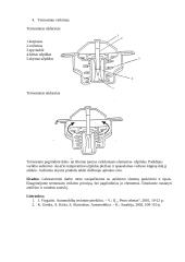 Variklio aušinimo sistema 2 puslapis