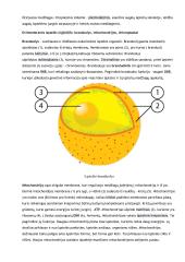 Eukariotinės ląstelės sandara bei funkcijos 2 puslapis