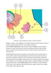 Eukariotinės ląstelės sandara bei funkcijos 4 puslapis