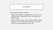 ,,Pienių vynas'' analizė 7 puslapis