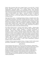 Jurgio Savickio kūrybos savitumas 2 puslapis