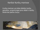 Kuršių marios - Didžiausia Baltijos jūros lagūna 13 puslapis