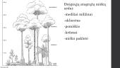 Drėgnieji atogrąžų miškai - augalija ir gyvūnija 8 puslapis