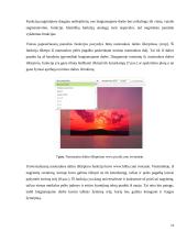 Analoginių baigiamojo darbo sistemų apžvalga 11 puslapis