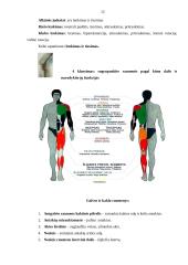 Anatomija - fiziologija 12 puslapis