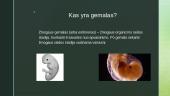 Žmogaus gemalo vaisiaus raida iki gimimo 4 puslapis