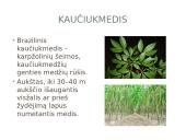 Kaučiukmedis - paplitimas, panaudojimas ir savybės 2 puslapis