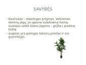 Kaučiukmedis - paplitimas, panaudojimas ir savybės 7 puslapis