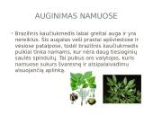 Kaučiukmedis - paplitimas, panaudojimas ir savybės 8 puslapis