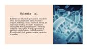 Bakterijų rūšys ir reikšmė 4 puslapis