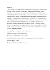  Kelionės į Braziliją organizavimas 13 puslapis