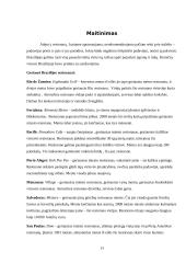  Kelionės į Braziliją organizavimas 14 puslapis