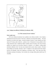  10-14 metų amžiaus dziudo imtynininkų fizinės ypatybės, jų kaita ir priklausomybė nuo treniravimosi laiko 15 puslapis