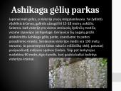 Japonija: geografija, ekonomika bei transportas 13 puslapis